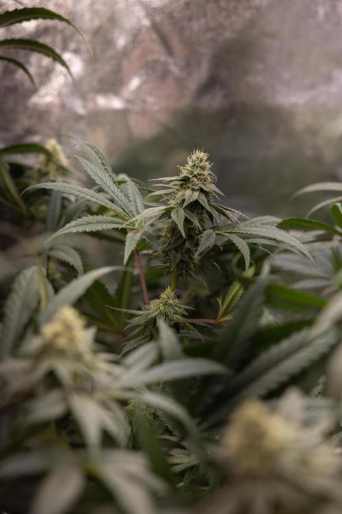 Tropicana Cookies #2 - Zamnesia x B&B. Week 10 - Tropiacana Cookies - Mainfolding - 4th Bloom 