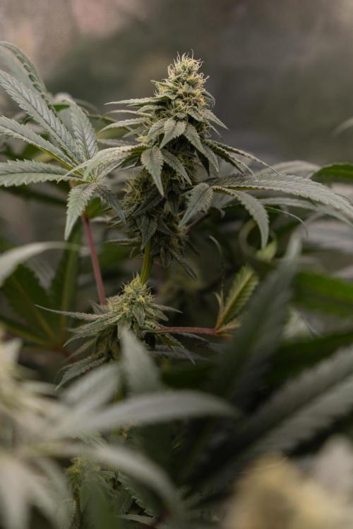 Tropicana Cookies #2 - Zamnesia x B&B. Week 10 - Tropiacana Cookies - Mainfolding - 4th Bloom 