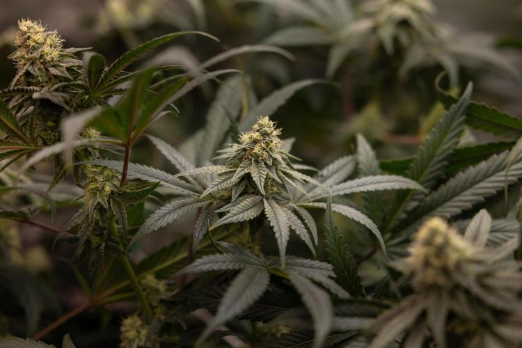 Tropicana Cookies #2 - Zamnesia x B&B. Week 10 - Tropiacana Cookies - Mainfolding - 4th Bloom 