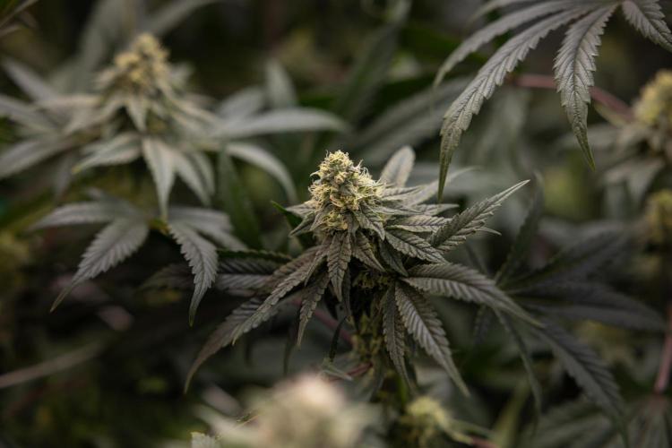 Tropicana Cookies #2 - Zamnesia x B&B. Week 10 - Tropiacana Cookies - Mainfolding - 4th Bloom 