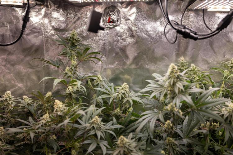 Tropicana Cookies #2 - Zamnesia x B&B. Week 10 - Tropiacana Cookies - Mainfolding - 4th Bloom 