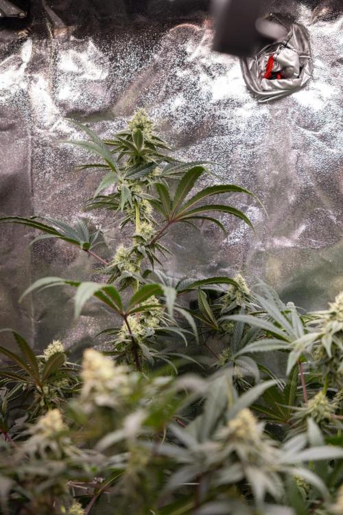 Tropicana Cookies #2 - Zamnesia x B&B. Week 10 - Tropiacana Cookies - Mainfolding - 4th Bloom 