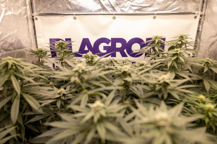 Tropicana Cookies #2 - Zamnesia x B&B. Week 10 - #growlegendary