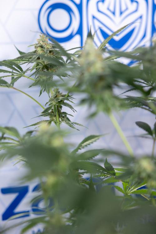 Tropicana Cookies #1 - Zamnesia x B&B. Week 8 - Tropicana Cookies #1 - No Techniques - 6th Bloom