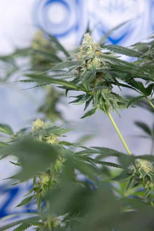 Tropicana Cookies #1 - Zamnesia x B&B. Week 8 - Tropicana Cookies #1 - No Techniques - 6th Bloom