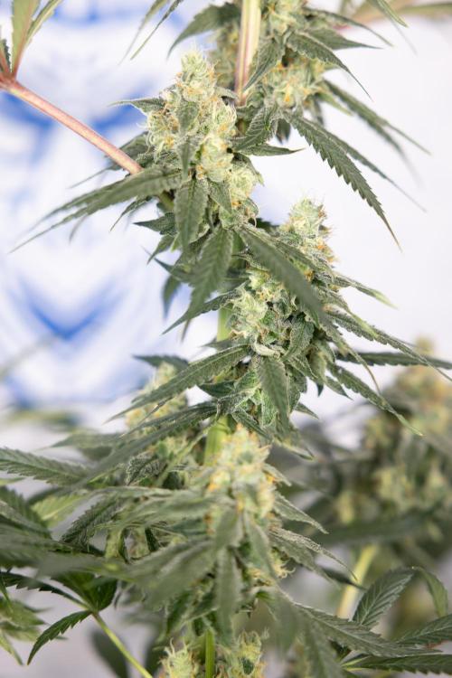 Tropicana Cookies #1 - Zamnesia x B&B. Week 8 - Tropicana Cookies #1 - No Techniques - 6th Bloom