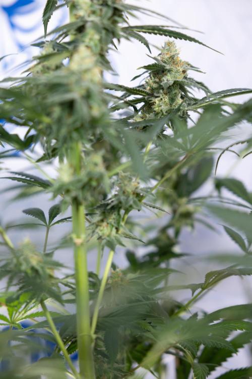 Tropicana Cookies #1 - Zamnesia x B&B. Week 8 - Tropicana Cookies #1 - No Techniques - 6th Bloom