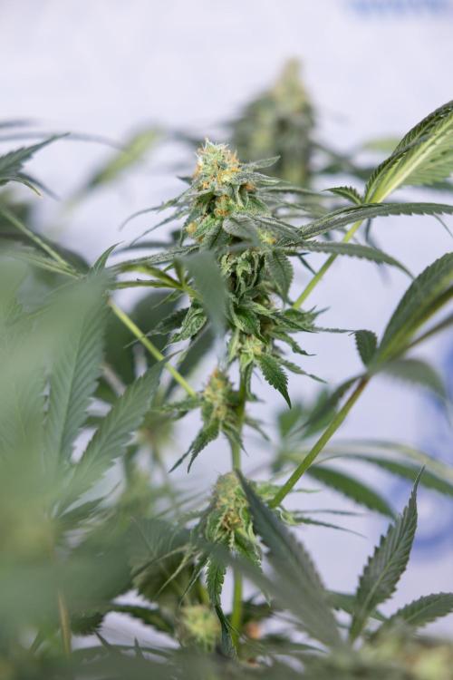 Tropicana Cookies #1 - Zamnesia x B&B. Week 8 - Tropicana Cookies #1 - No Techniques - 6th Bloom