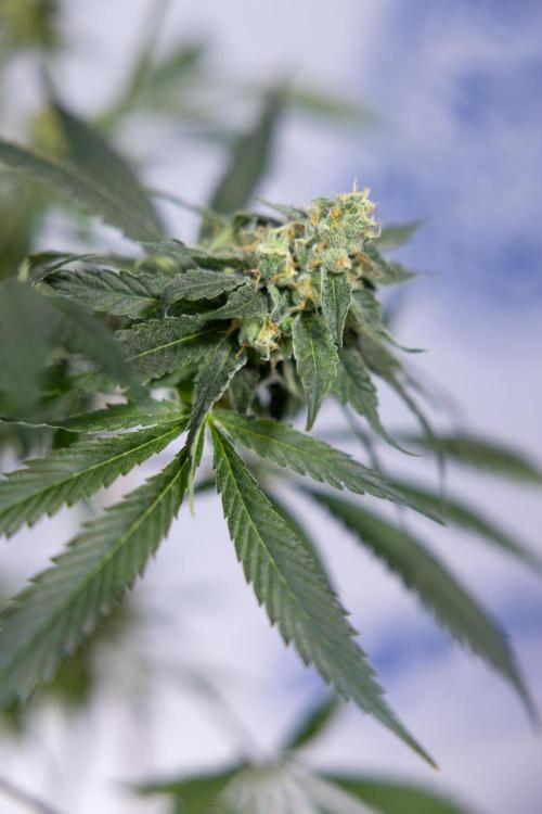 Tropicana Cookies #1 - Zamnesia x B&B. Week 8 - Tropicana Cookies #1 - No Techniques - 6th Bloom