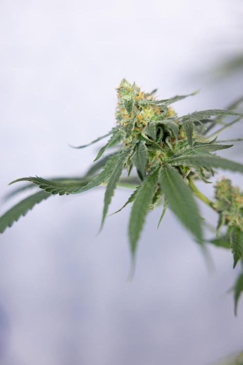 Tropicana Cookies #1 - Zamnesia x B&B. Week 8 - Tropicana Cookies #1 - No Techniques - 6th Bloom