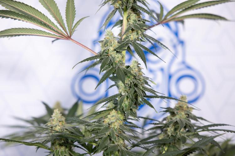 Tropicana Cookies #1 - Zamnesia x B&B. Week 8 - Tropicana Cookies #1 - No Techniques - 6th Bloom