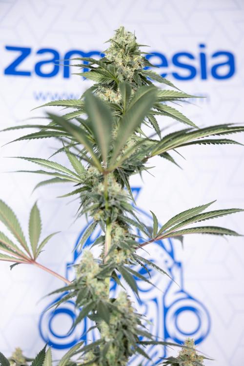 Tropicana Cookies #1 - Zamnesia x B&B. Week 8 - Tropicana Cookies #1 - No Techniques - 6th Bloom