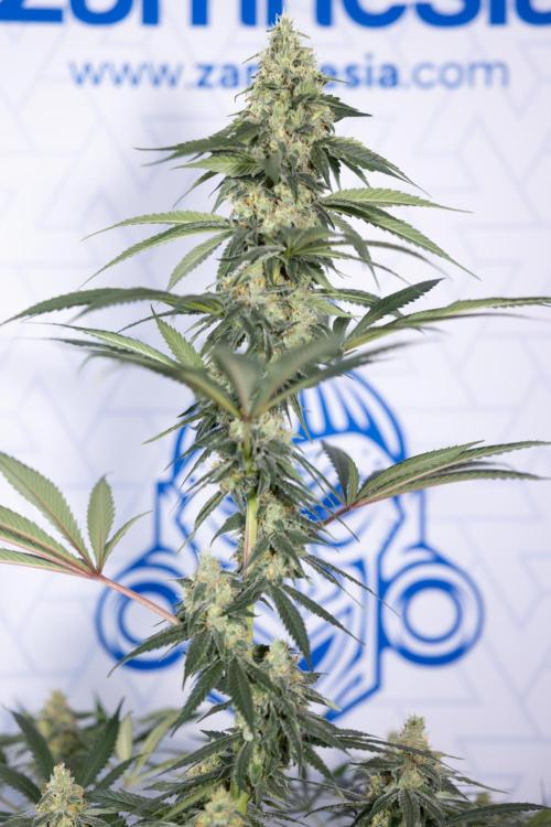 Tropicana Cookies #1 - Zamnesia x B&B. Week 8 - Tropicana Cookies #1 - No Techniques - 6th Bloom