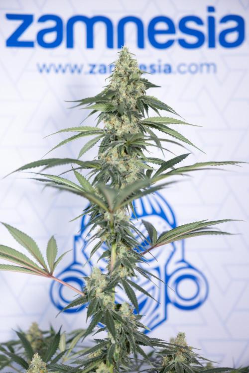 Tropicana Cookies #1 - Zamnesia x B&B. Week 8 - Tropicana Cookies #1 - No Techniques - 6th Bloom