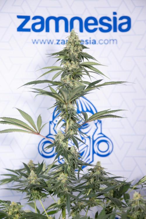 Tropicana Cookies #1 - Zamnesia x B&B. Week 8 - Tropicana Cookies #1 - No Techniques - 6th Bloom