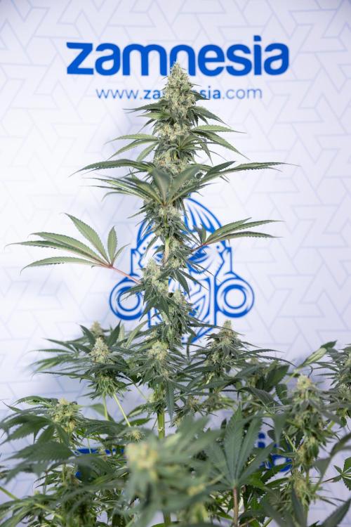 Tropicana Cookies #1 - Zamnesia x B&B. Week 8 - Tropicana Cookies #1 - No Techniques - 6th Bloom