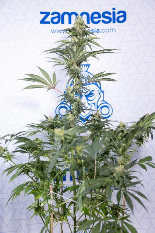 Tropicana Cookies #1 - Zamnesia x B&B. Week 8 - Tropicana Cookies #1 - No Techniques - 6th Bloom