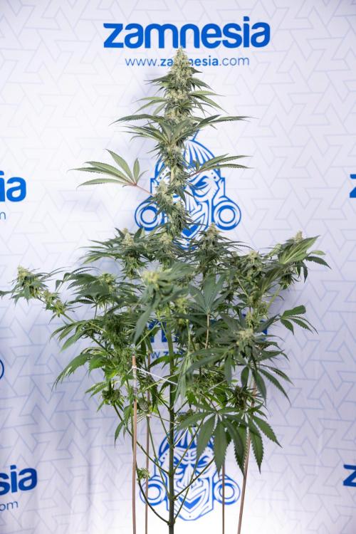 Tropicana Cookies #1 - Zamnesia x B&B. Week 8 - Tropicana Cookies #1 - No Techniques - 6th Bloom