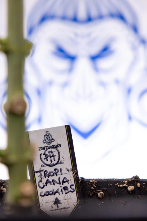 Tropicana Cookies #1 - Zamnesia x B&B. Week 8 - Tropicana Cookies #1 - No Techniques - 6th Bloom