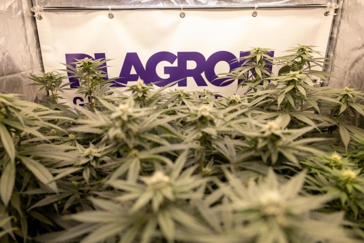 Tropicana Cookies #1 - Zamnesia x B&B. Week 8 - #growlegendary