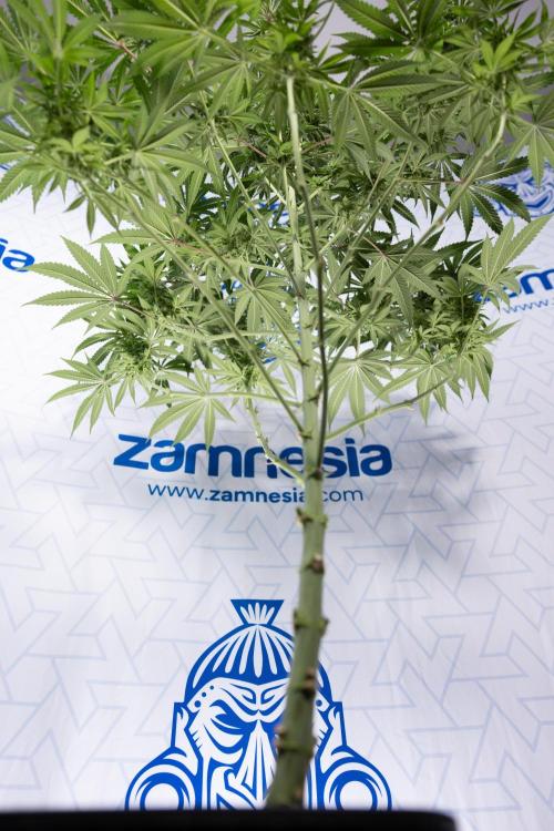 Nectar Drip #4 - Zamnesia x Tical x B&B. Week 10 - Nectar Drip #4 - No Techniques - 4th Bloom