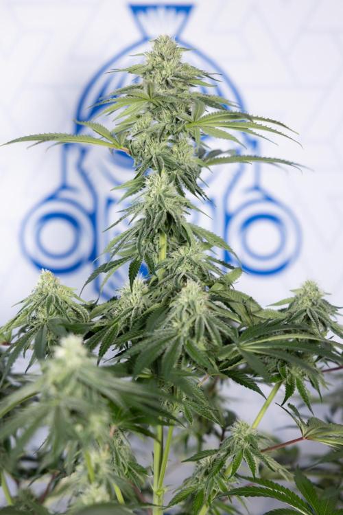 Nectar Drip #4 - Zamnesia x Tical x B&B. Week 10 - Nectar Drip #4 - No Techniques - 4th Bloom