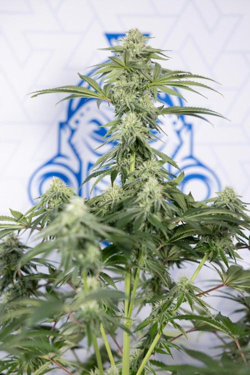 Nectar Drip #4 - Zamnesia x Tical x B&B. Week 10 - Nectar Drip #4 - No Techniques - 4th Bloom