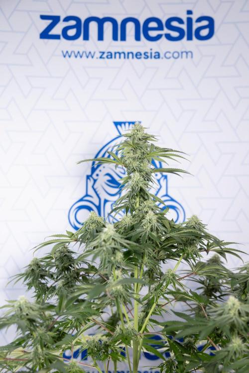 Nectar Drip #4 - Zamnesia x Tical x B&B. Week 10 - Nectar Drip #4 - No Techniques - 4th Bloom