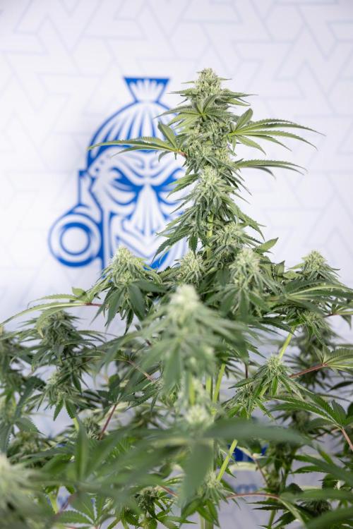 Nectar Drip #4 - Zamnesia x Tical x B&B. Week 10 - Nectar Drip #4 - No Techniques - 4th Bloom