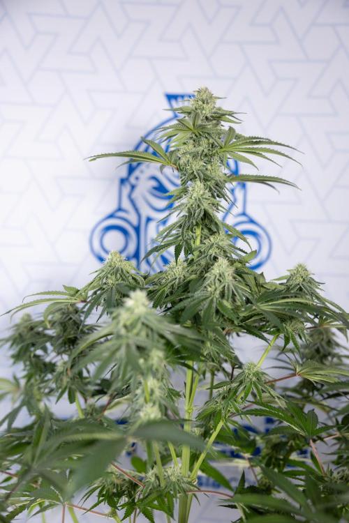 Nectar Drip #4 - Zamnesia x Tical x B&B. Week 10 - Nectar Drip #4 - No Techniques - 4th Bloom