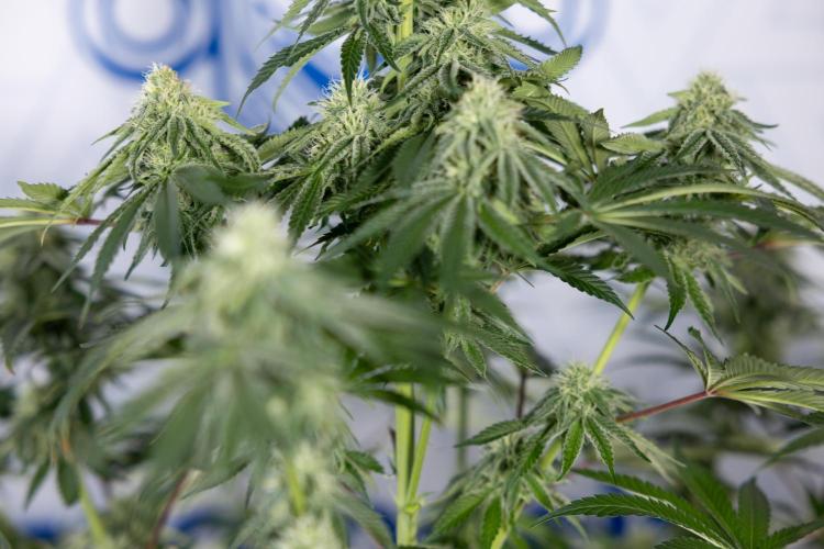 Nectar Drip #4 - Zamnesia x Tical x B&B. Week 10 - Nectar Drip #4 - No Techniques - 4th Bloom