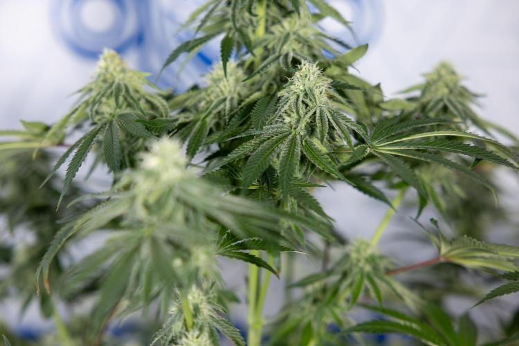 Nectar Drip #4 - Zamnesia x Tical x B&B. Week 10 - Nectar Drip #4 - No Techniques - 4th Bloom