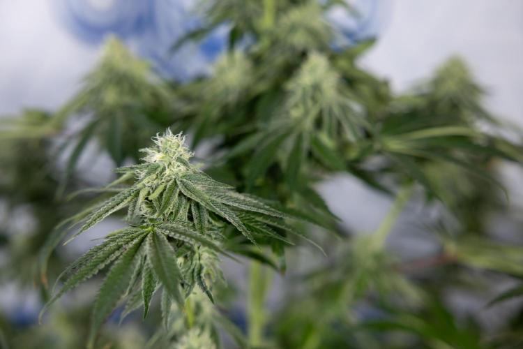 Nectar Drip #4 - Zamnesia x Tical x B&B. Week 10 - Nectar Drip #4 - No Techniques - 4th Bloom