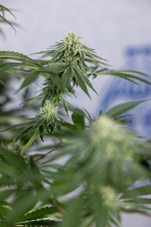 Nectar Drip #4 - Zamnesia x Tical x B&B. Week 10 - Nectar Drip #4 - No Techniques - 4th Bloom