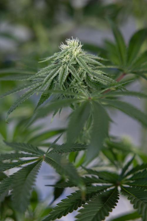 Nectar Drip #4 - Zamnesia x Tical x B&B. Week 10 - Nectar Drip #4 - No Techniques - 4th Bloom