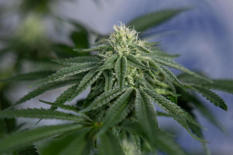 Nectar Drip #4 - Zamnesia x Tical x B&B. Week 10 - Nectar Drip #4 - No Techniques - 4th Bloom