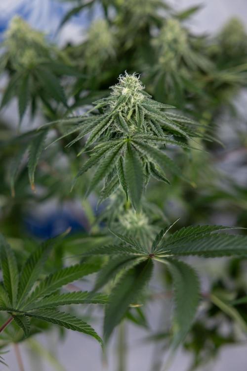 Nectar Drip #4 - Zamnesia x Tical x B&B. Week 10 - Nectar Drip #4 - No Techniques - 4th Bloom