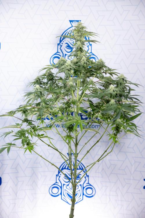 Nectar Drip #4 - Zamnesia x Tical x B&B. Week 10 - Nectar Drip #4 - No Techniques - 4th Bloom