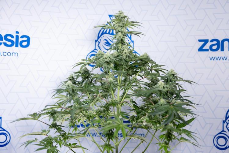 Nectar Drip #4 - Zamnesia x Tical x B&B. Week 10 - Nectar Drip #4 - No Techniques - 4th Bloom