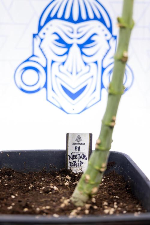 Nectar Drip #4 - Zamnesia x Tical x B&B. Week 10 - Nectar Drip #4 - No Techniques - 4th Bloom
