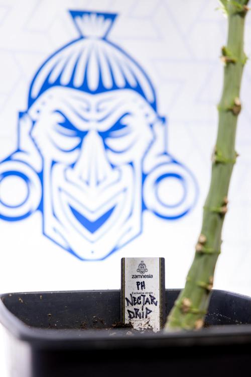 Nectar Drip #4 - Zamnesia x Tical x B&B. Week 10 - Nectar Drip #4 - No Techniques - 4th Bloom