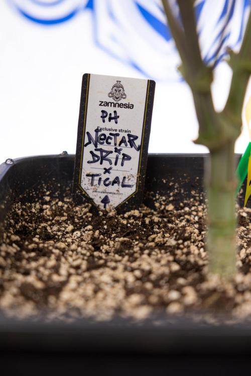 Nectar Drip #3 - Zamnesia x Tical x B&B. Week 9 - Nectar Drip #3 - Main Lining 4th Bloom