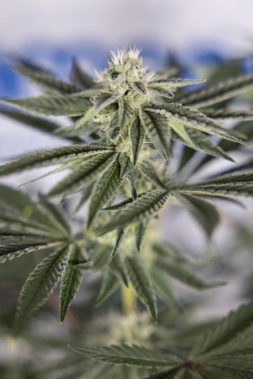 Nectar Drip #3 - Zamnesia x Tical x B&B. Week 9 - Nectar Drip #3 - Main Lining 4th Bloom