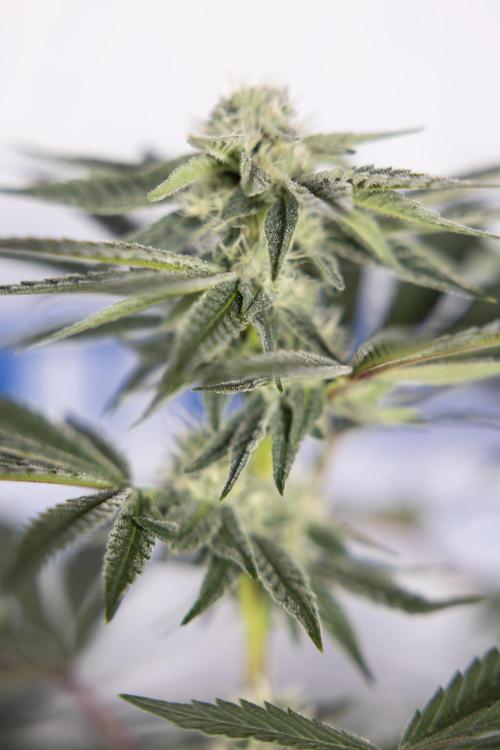 Nectar Drip #3 - Zamnesia x Tical x B&B. Week 9 - Nectar Drip #3 - Main Lining 4th Bloom