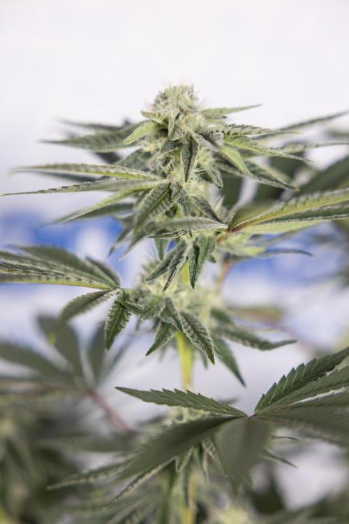 Nectar Drip #3 - Zamnesia x Tical x B&B. Week 9 - Nectar Drip #3 - Main Lining 4th Bloom