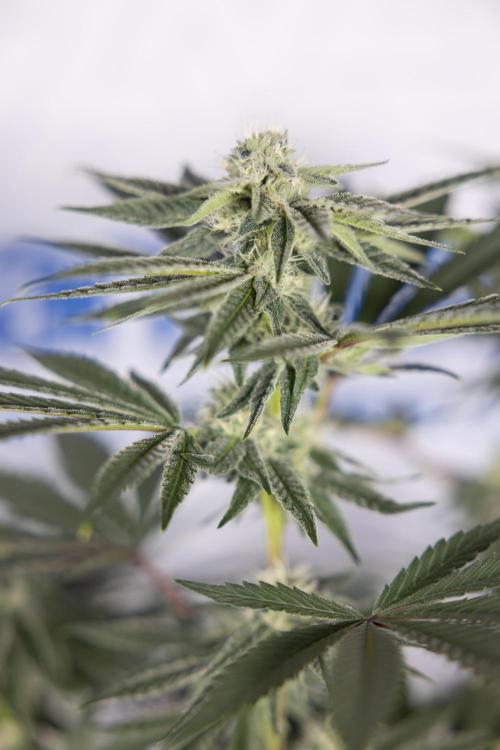 Nectar Drip #3 - Zamnesia x Tical x B&B. Week 9 - Nectar Drip #3 - Main Lining 4th Bloom