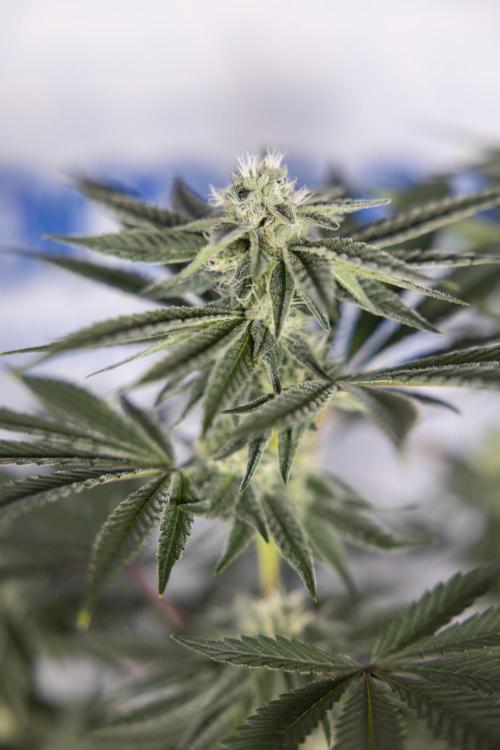 Nectar Drip #3 - Zamnesia x Tical x B&B. Week 9 - Nectar Drip #3 - Main Lining 4th Bloom