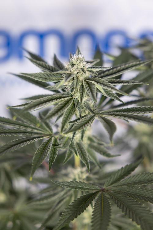 Nectar Drip #3 - Zamnesia x Tical x B&B. Week 9 - Nectar Drip #3 - Main Lining 4th Bloom