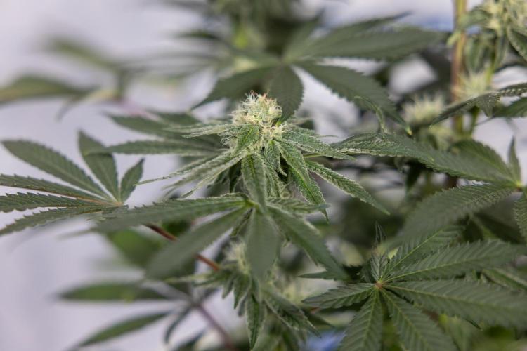 Nectar Drip #3 - Zamnesia x Tical x B&B. Week 9 - Nectar Drip #3 - Main Lining 4th Bloom