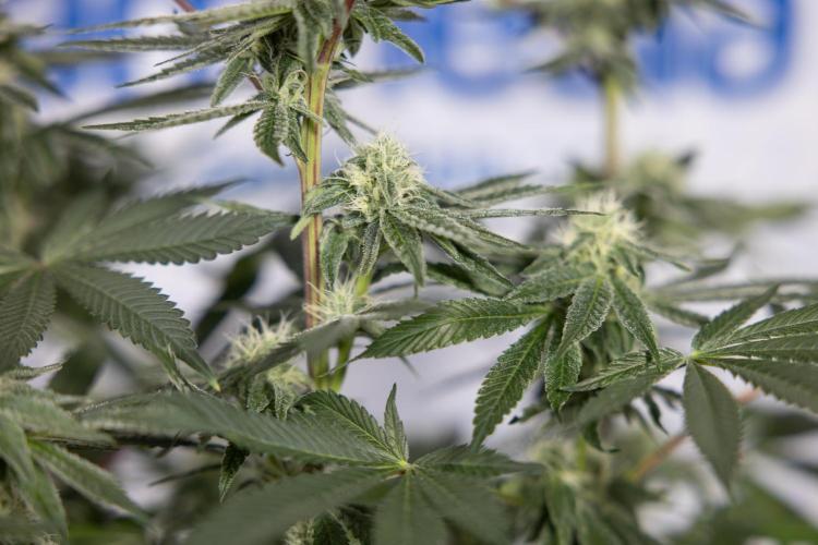 Nectar Drip #3 - Zamnesia x Tical x B&B. Week 9 - Nectar Drip #3 - Main Lining 4th Bloom